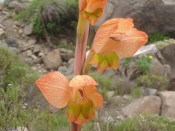 Gladiolus dalenii subsp. dalenii flower spike